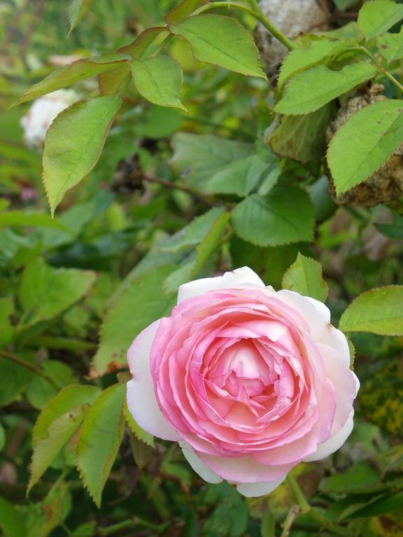 Fleur De Ciel Loos-en-Gohelle Exterior foto